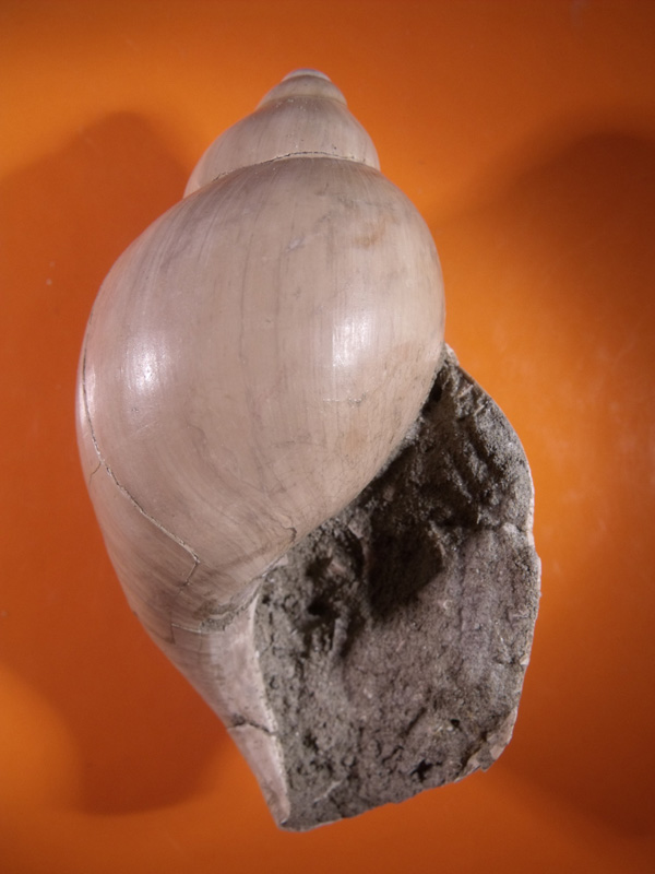 Ampulla priamus